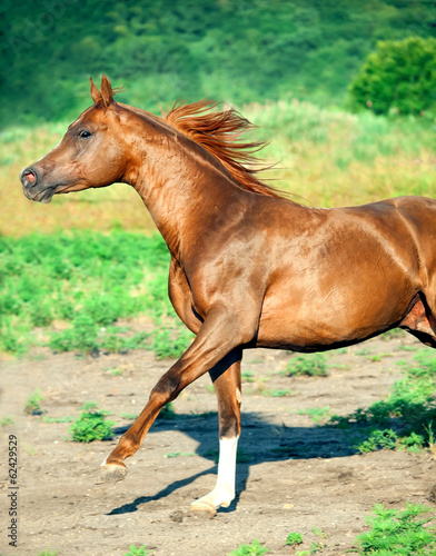 cantering chestnut arabian stallion at freedom