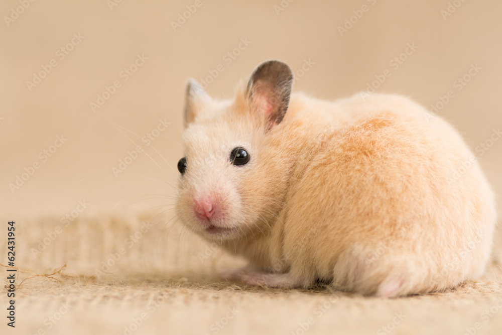 振り向くキンクマハムスター Stock 写真 Adobe Stock