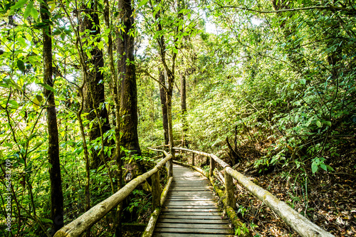 path in woods, doi inthanon national park, chiangmai Thailand