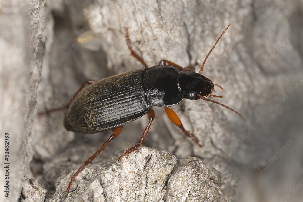 Strawberry-seed beetle, Harpalus rufipes on wood Strawberry-seed beetle, Harpalus rufipes on wood