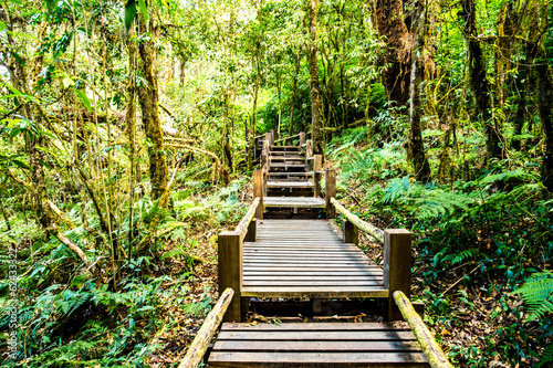 path in woods  doi inthanon national park  chiangmai Thailand