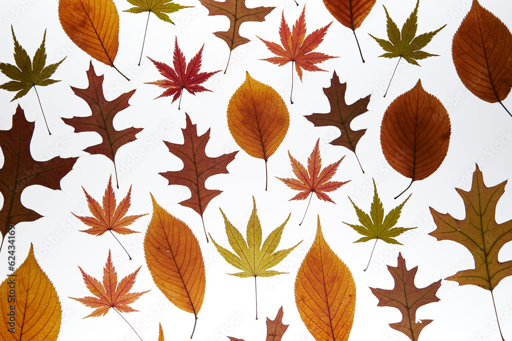 Fototapeta premium Autumn maple leaf