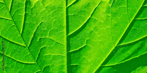 green leaf