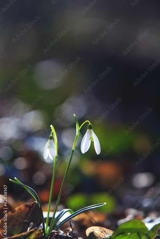 Wild snowdrop flowers in the forest in spring - obrazy, fototapety, plakaty 