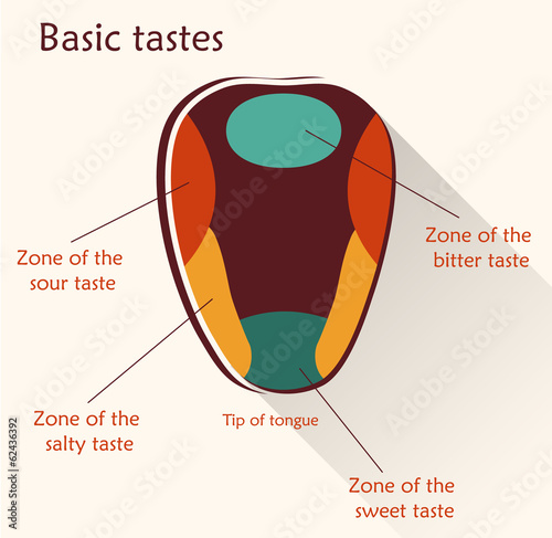 Anatomy of the human tongue. Basic tastes.