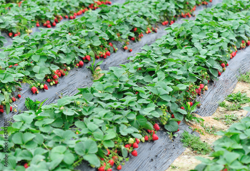 strawberry plants grow in field