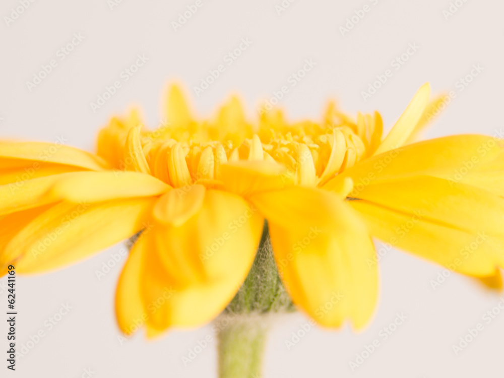 Obraz premium Yellow gerbera flower