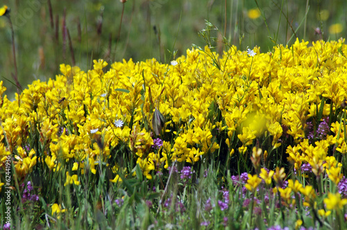 Fototapeta Naklejka Na Ścianę i Meble -  Yellow flowers