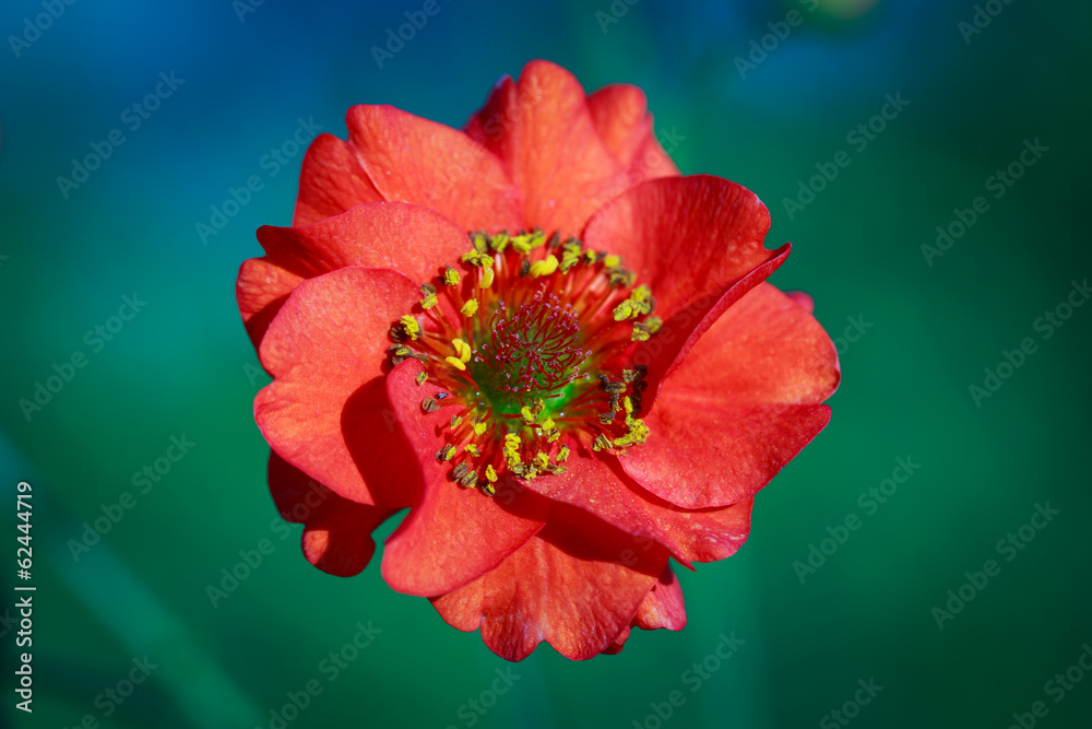 Naklejka premium red flower