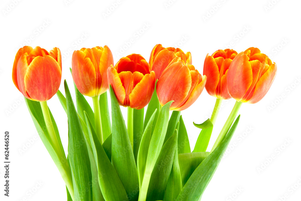 bouquet of yellow and orange tulips isolated bouquet of yellow and orange tulips isolated