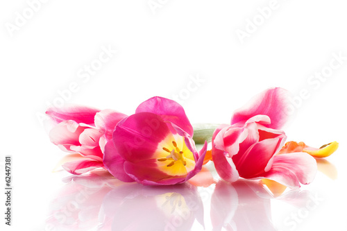 Fototapeta Naklejka Na Ścianę i Meble -  beautiful tulips