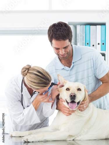 Fototapeta Naklejka Na Ścianę i Meble -  Veterinarian examining ear of dog