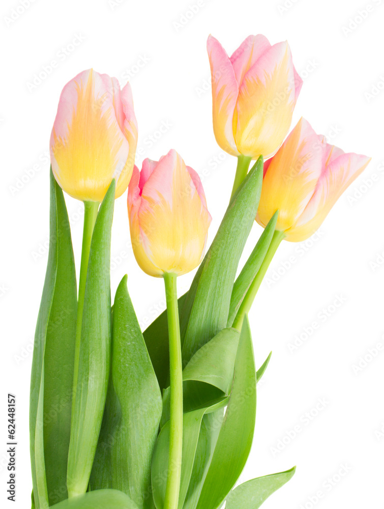 close up of yellow and pink tulips close up of yellow and pink tulips