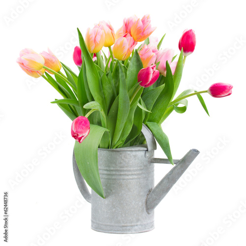 pink and red tulips bouquet in watercan photo