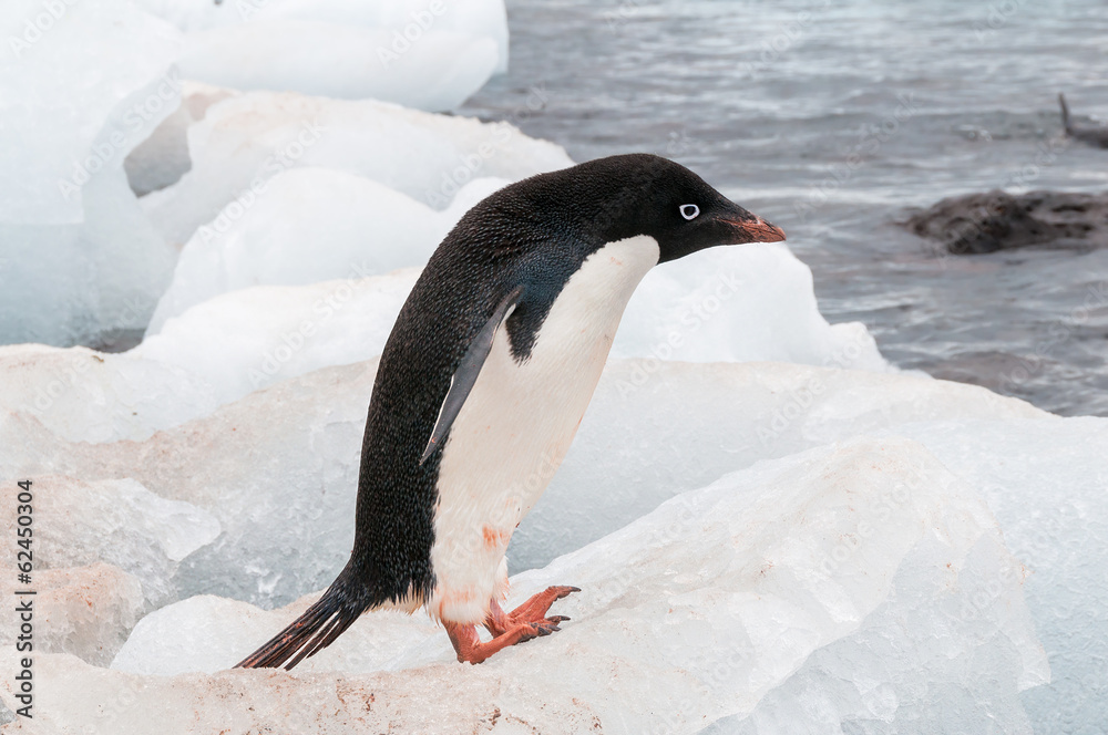 Obraz premium Adult Adele penguin standing on beach