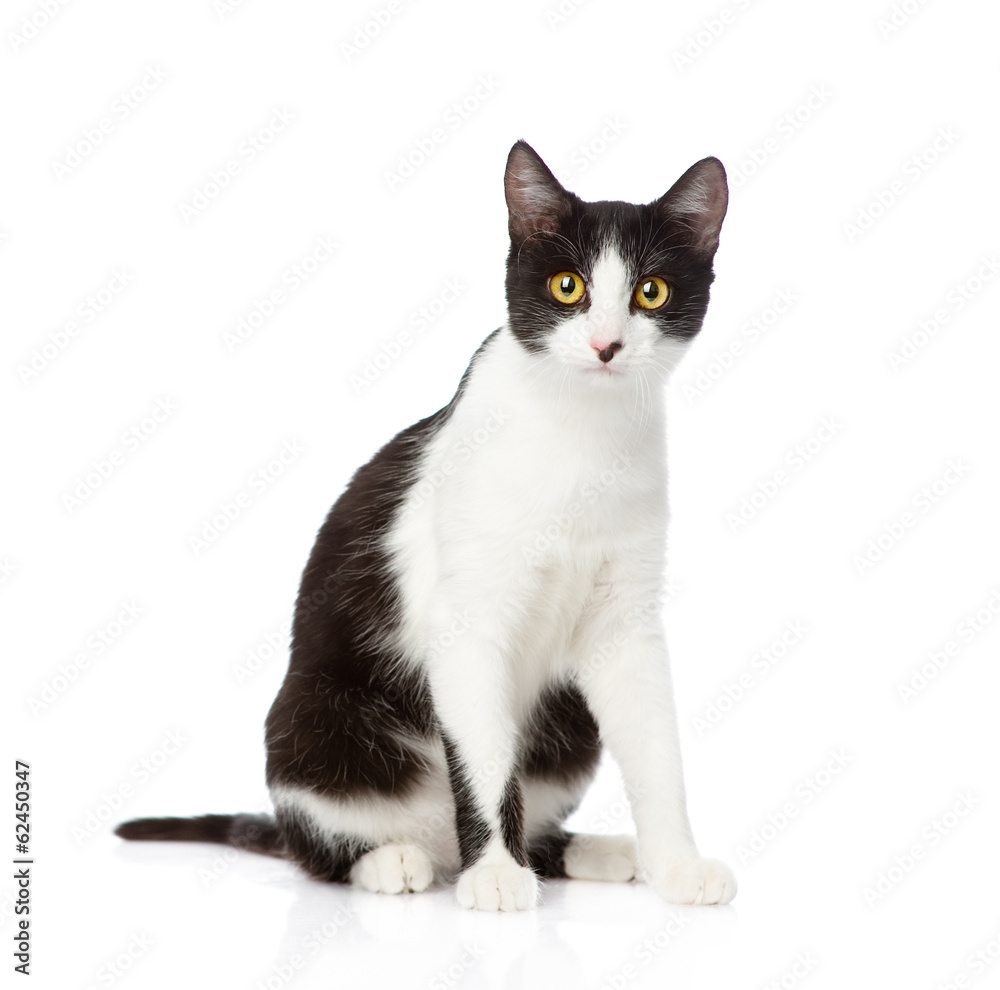 cat sitting in front. isolated on white background