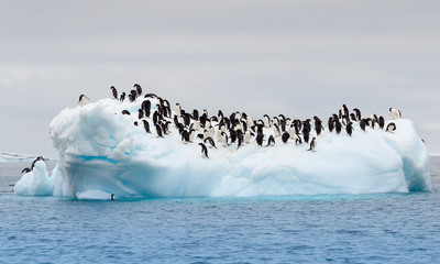 Fototapete Pinguin Adeliepinguine auf treibender Eisscholle  © doethion