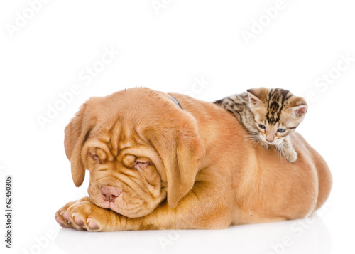 kitten playing with a puppy. isolated on white background