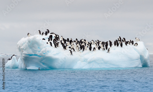 Adult adele penguins grouped on iceberg