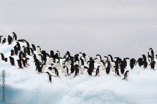 Adult adele penguins grouped on iceberg photo