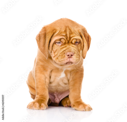 Sad Bordeaux puppy dog sitting in front. isolated on white 