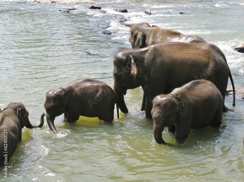 Sticker Pinnawala elephant orphanage in Sri Lanka