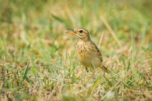 Paddyfield Pipit, or Oriental Pipit (Anthus rufulus)