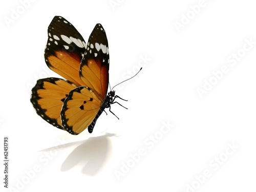Isolated Butterfly