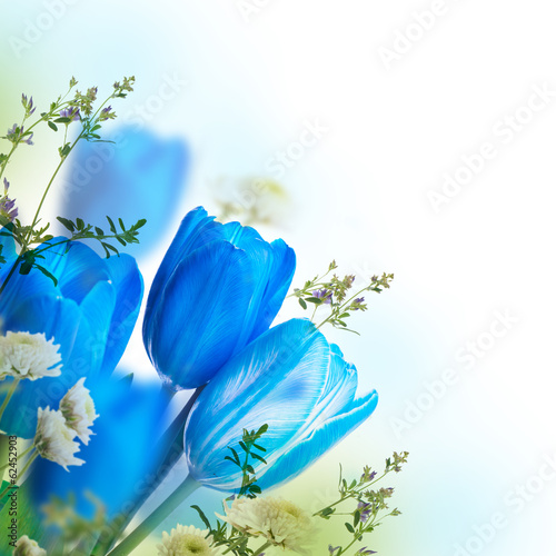 Fototapeta Naklejka Na Ścianę i Meble -  Blue tulips with mimosa, spring background