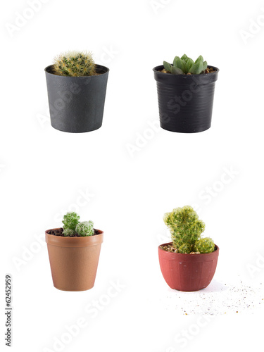 Collection of Cactus