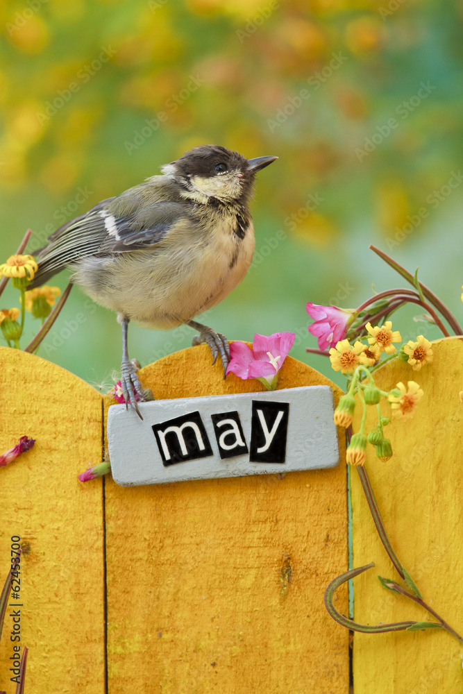 Fototapeta premium Bird perched on an May decorated fence
