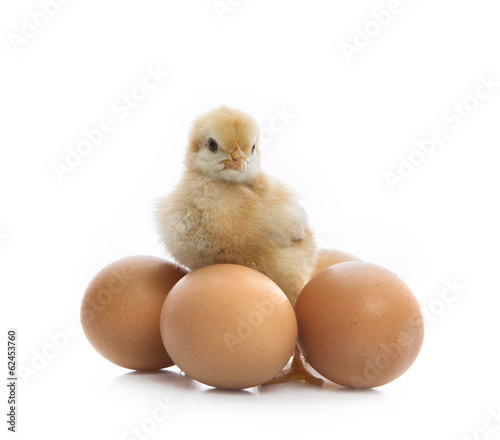 new born yellow chick standing beside eggs