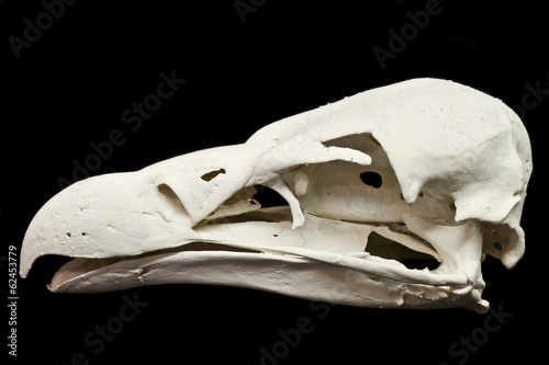 Vulture skull on black background
