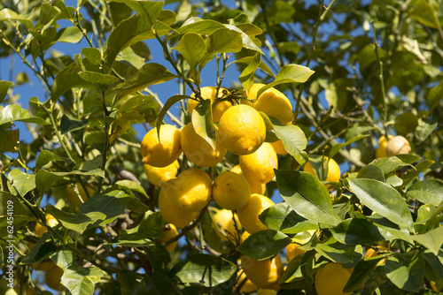 Limón en árbol, Mallorca, Baleares.