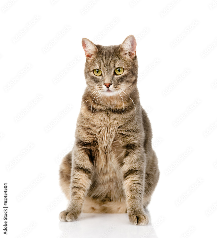 Obraz premium Gray cat sitting and looking at camera. isolated on white