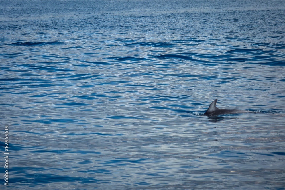 Fototapeta premium delfin im meer
