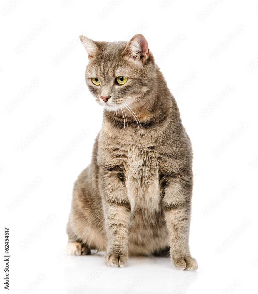 Gray cat sitting and looking away. isolated on white background