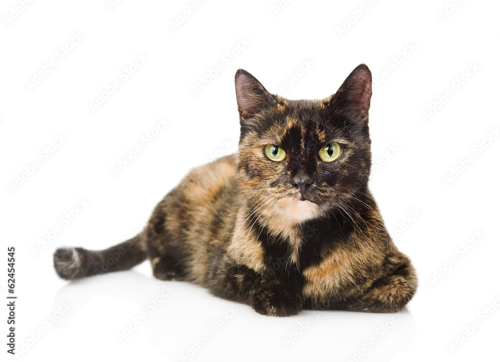 cat lying and looking at camera. isolated on white background