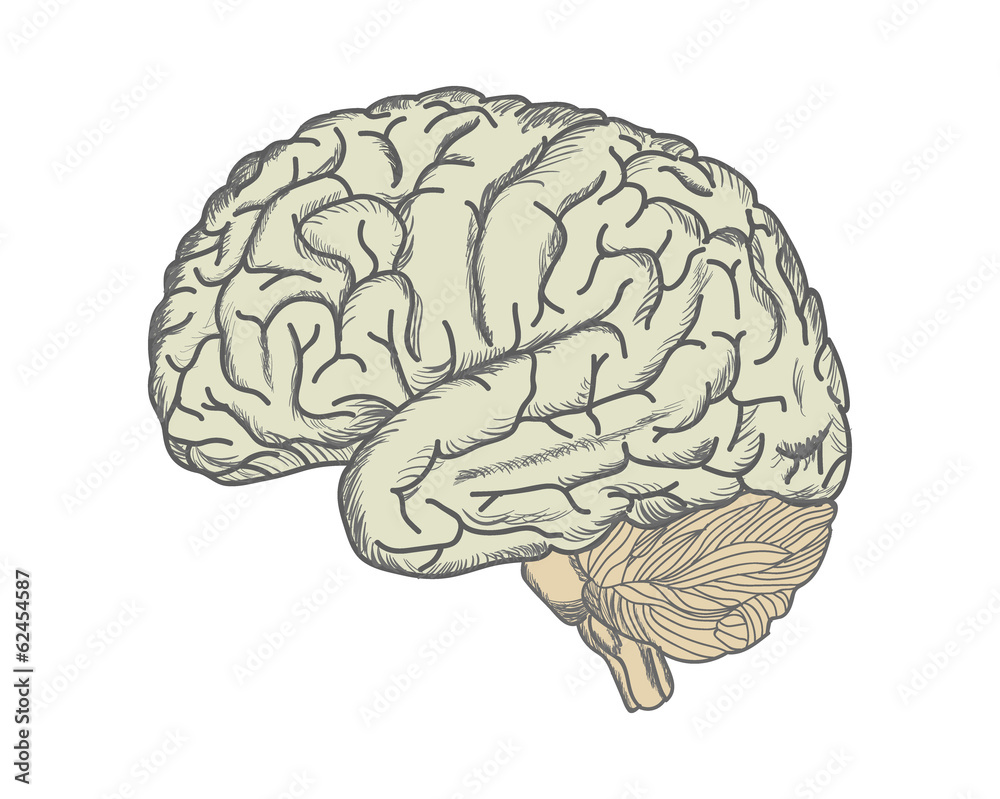 Brain. Illustration drawn by hand Brain. Illustration drawn by hand