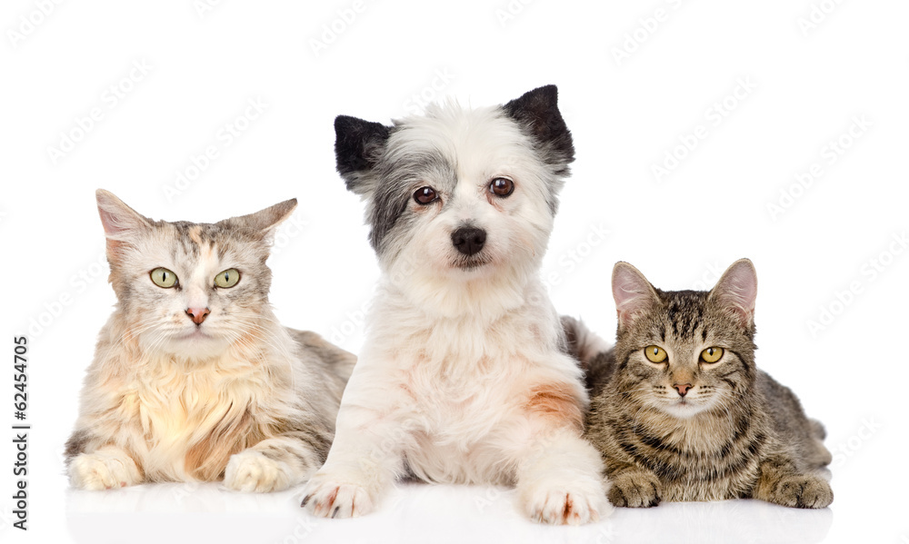 dog and two cats together. isolated on white background