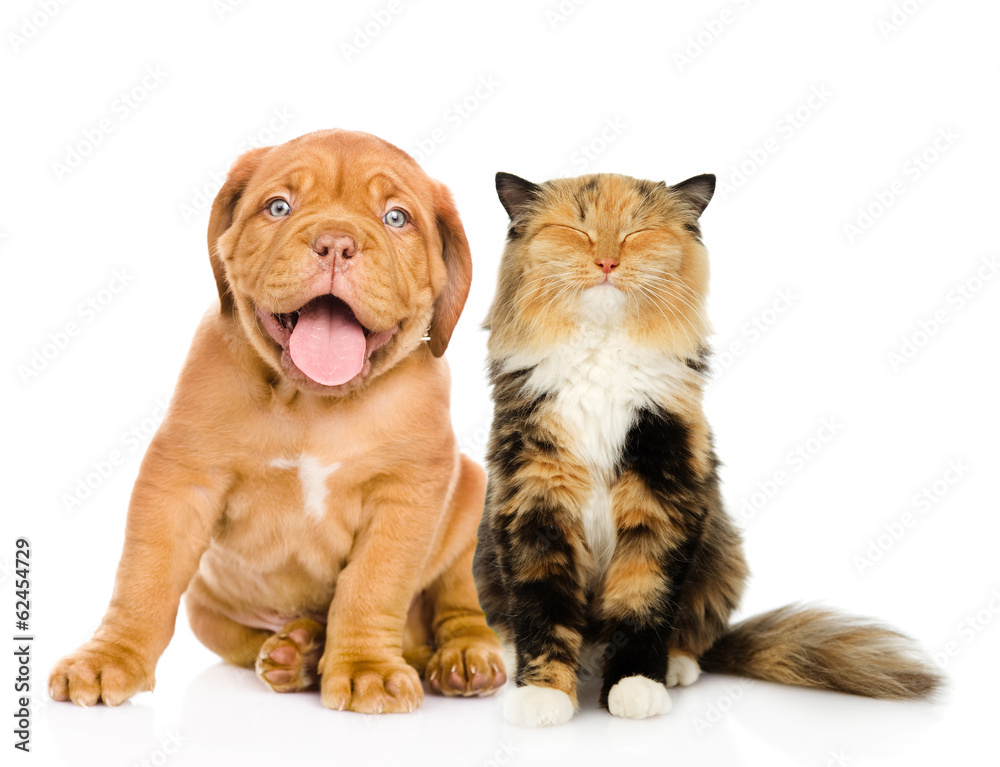 Bordeaux puppy dog and happy cat in front. isolated on white 