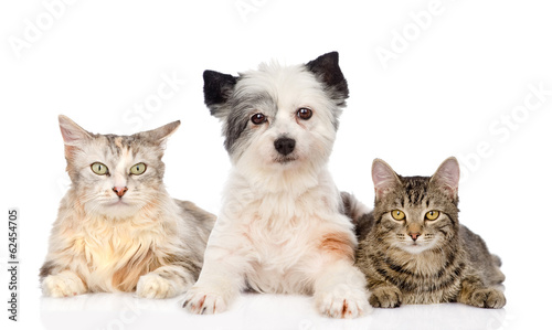 dog and two cats together. isolated on white background