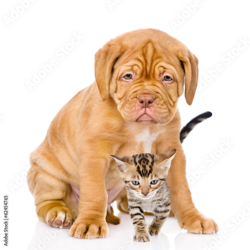Bordeaux puppy dog and bengal kitten together. isolated on white