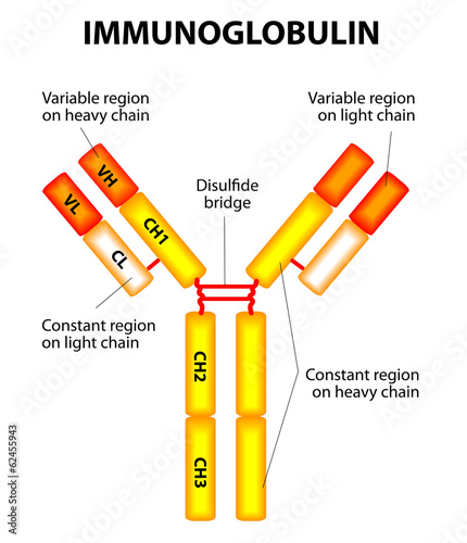 Antibody on a white background