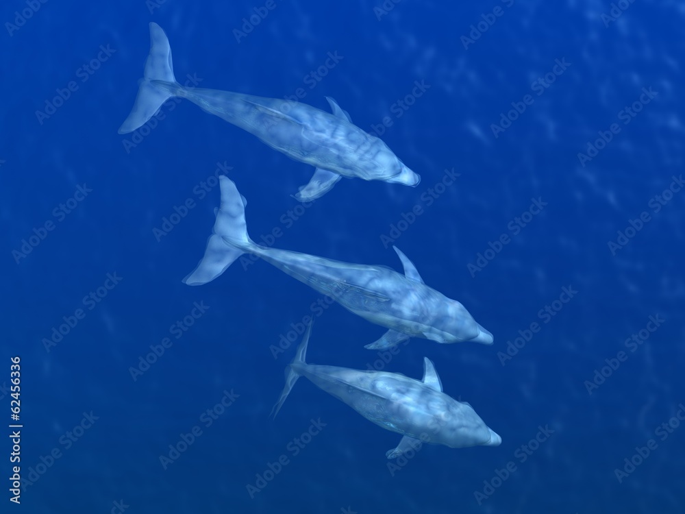 Fototapeta premium HI res Dolphins under water