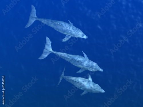 HI res Dolphins under water