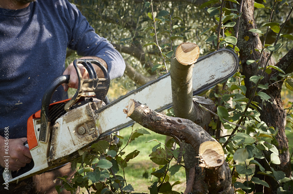Obraz premium man without the necessary protection, cuts tree with chainsaw