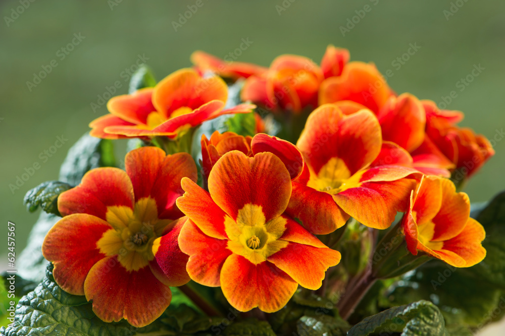 Gartenprimel Gartenprimel