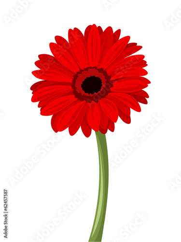 Red gerbera with stem. Vector illustration.