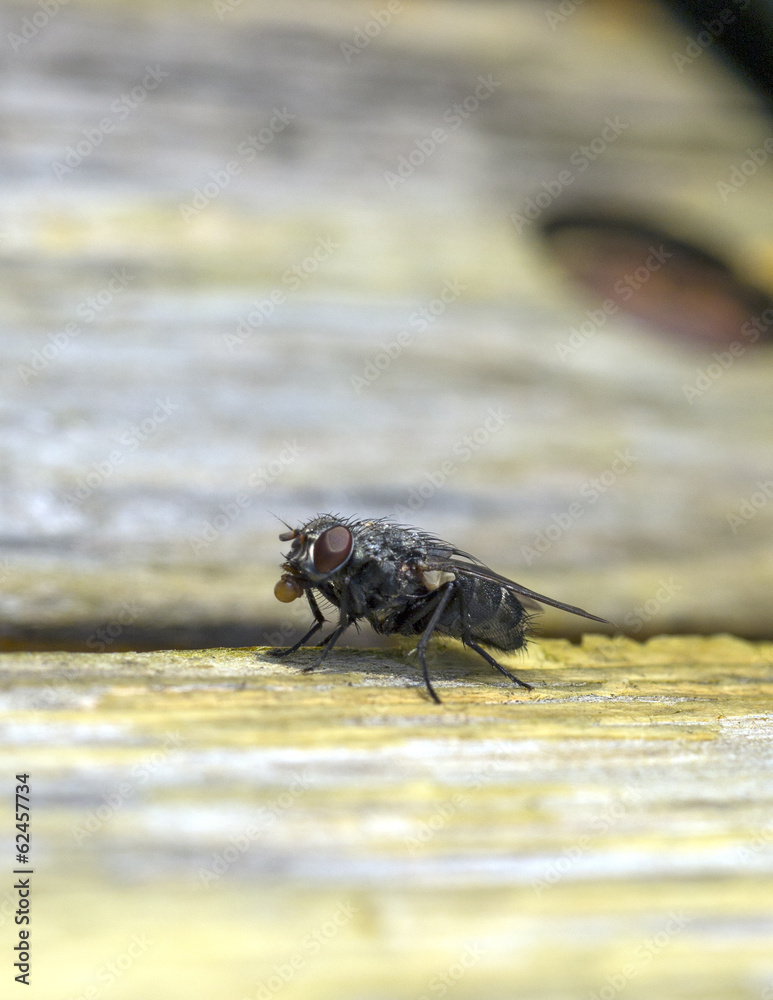 Fly Fly